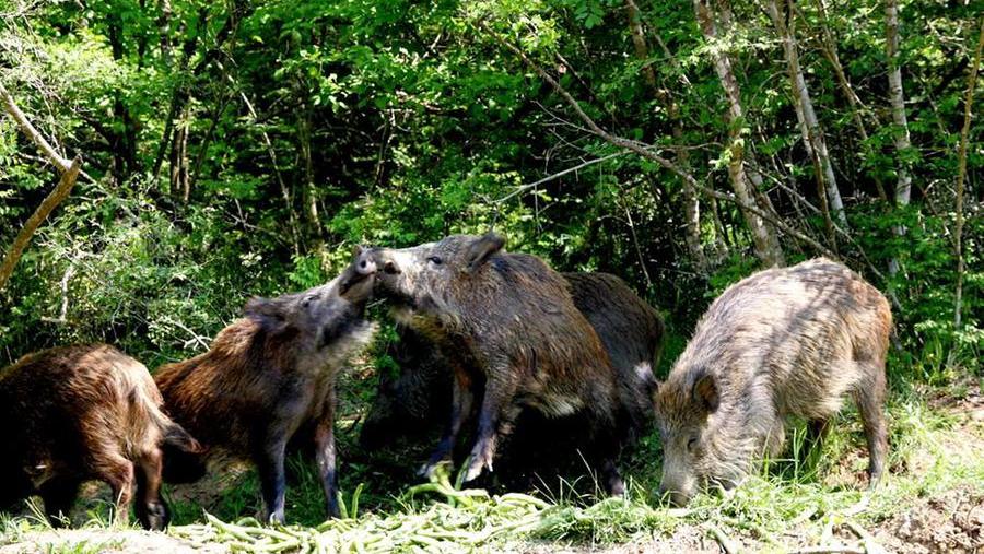 La Regione autorizza la cattura dei cinghiali all'Isola d'Elba 