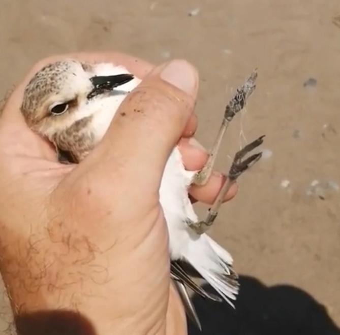 Salvato un fratino         ferito da una lenza abbandonata lungo la spiaggia