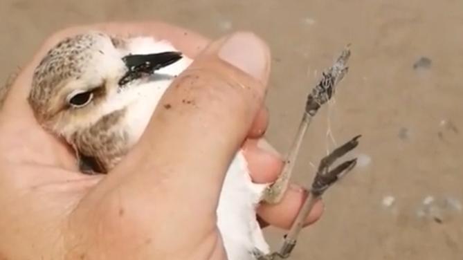 Salvato un fratino ferito da una lenza abbandonata lungo la spiaggia