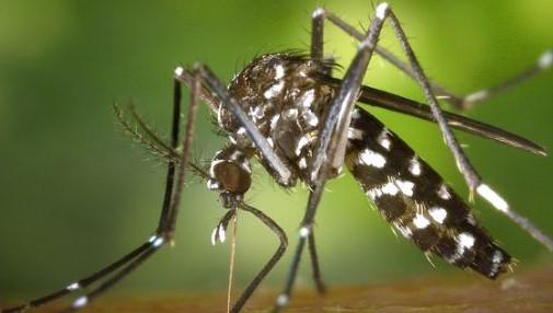 West Nile, primo caso di malattia a Modena. Alcune regole da seguire