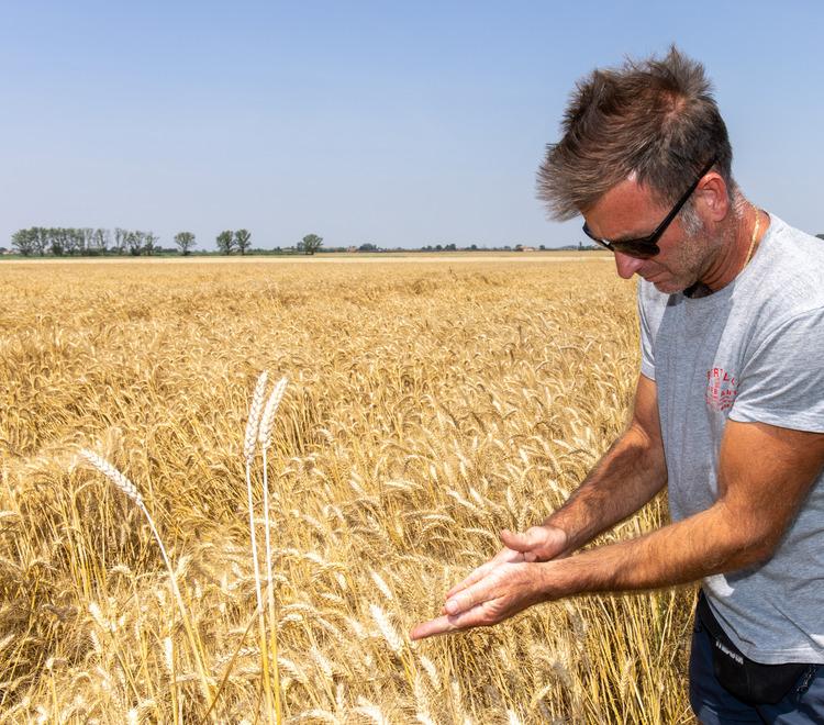 «Dal grano al pane basta speculazioni». Parola di Coldiretti Ferrara