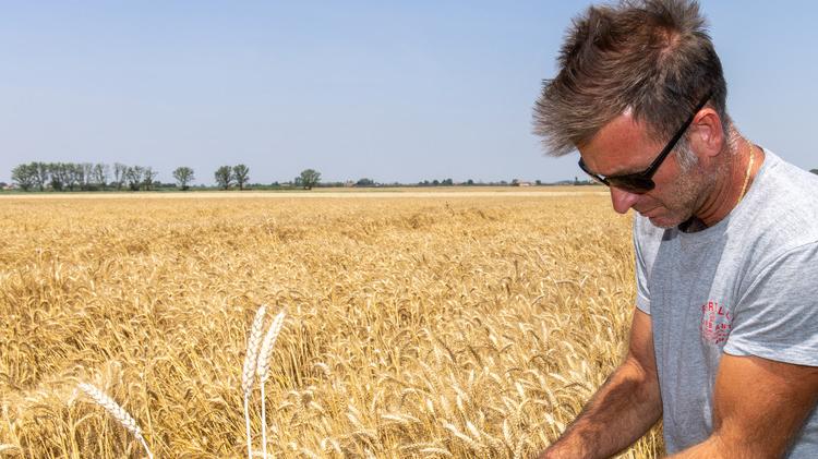 «Dal grano al pane basta speculazioni». Parola di Coldiretti Ferrara