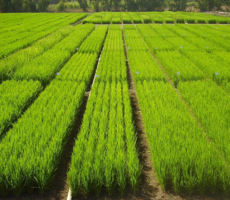 Imprenditori dalla Turchia alla scoperta del riso oristanese