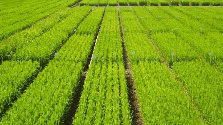 Imprenditori dalla Turchia alla scoperta del riso oristanese