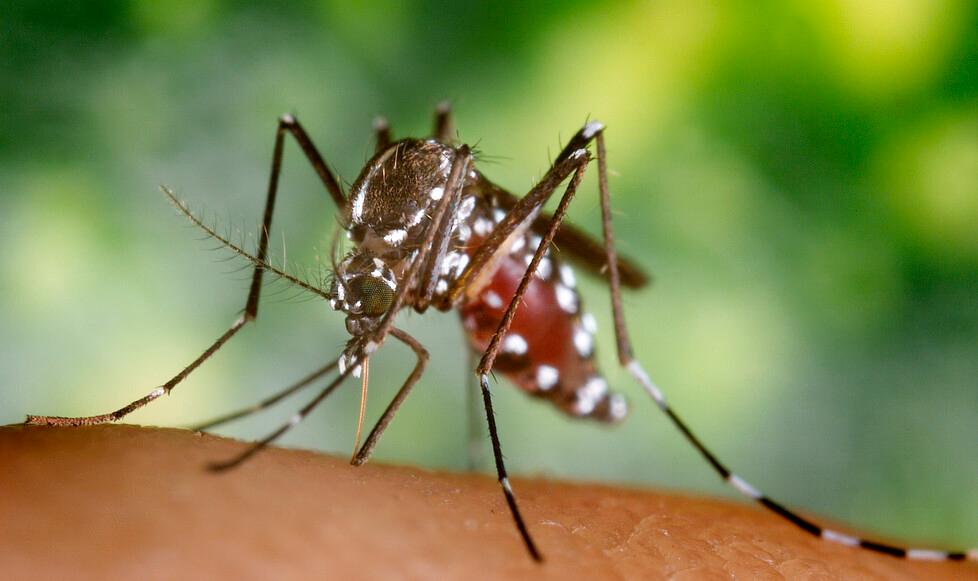 Modena Il caso di West Nile, attenzione alta Ma il 75enne sta meglio 