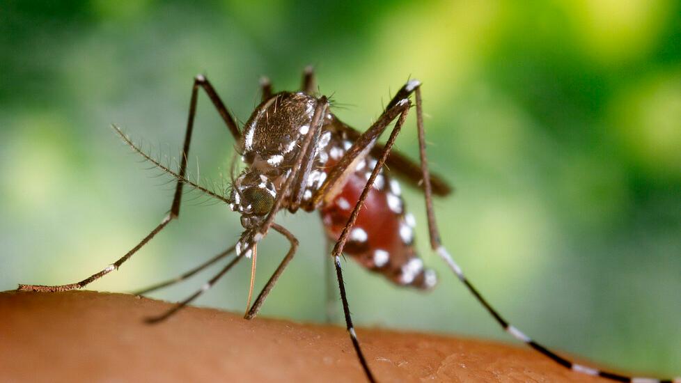 Modena Il caso di West Nile, attenzione alta Ma il 75enne sta meglio