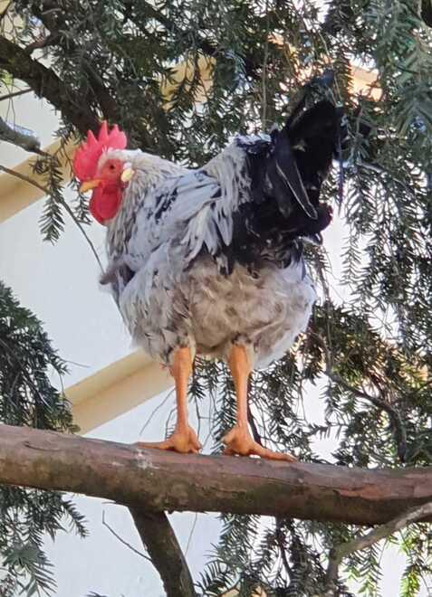 Copparo. Il gallo è via, ma arriva la sanzione. Nuova puntata del caso Garibaldi