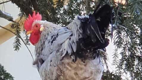 Copparo. Il gallo è via, ma arriva la sanzione. Nuova puntata del caso Garibaldi