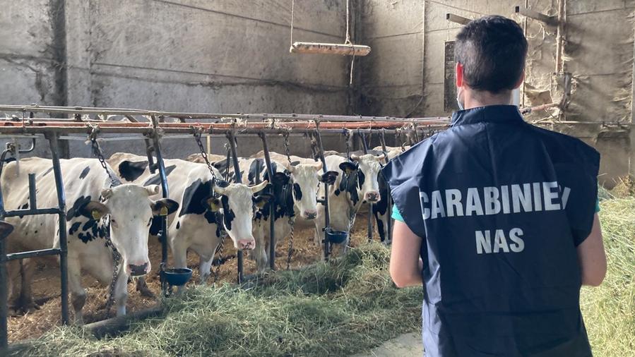 I Nas di Parma