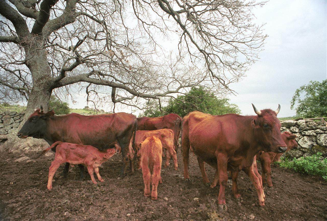 La provincia di Nuoro finalmente indenne dalla tubercolosi bovina