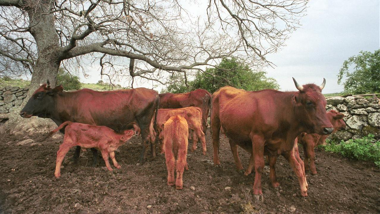 La provincia di Nuoro finalmente indenne dalla tubercolosi bovina