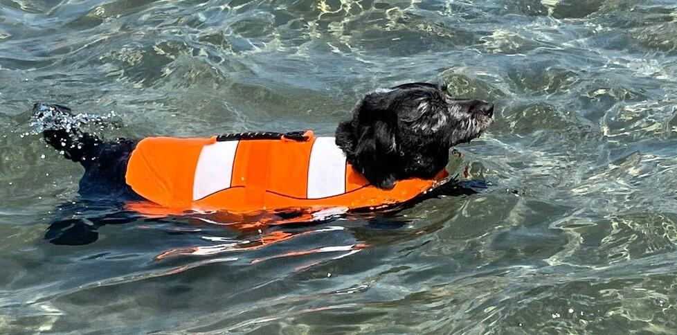Occhio a dove Fido fa il bagno: su alcune spiagge della Versilia scatta il divieto 