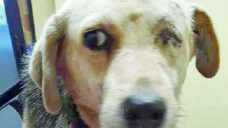 
	La cagnolina meticcia &egrave; stata abbandonata allo sgambatoio di Galceti

