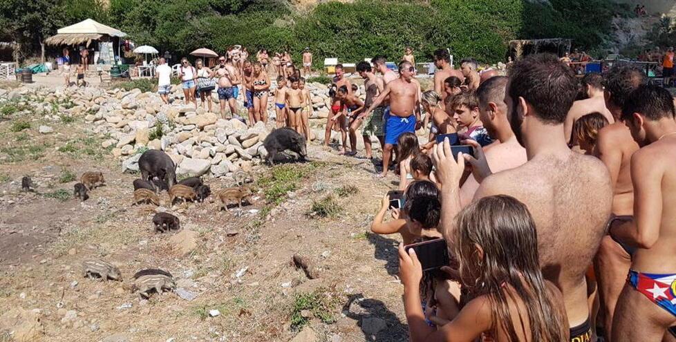 Nella foto scattata nel 2017 a Calignania, una famiglia di cinghiali in riva al mare in mezzo ai bagnanti