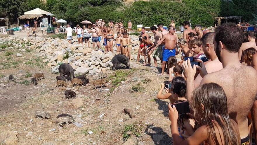 Nella foto scattata nel 2017 a Calignania, una famiglia di cinghiali in riva al mare in mezzo ai bagnanti