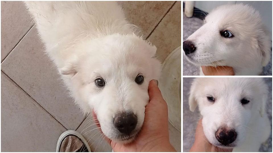 I cuccioli di pastore maremmano salvati nelle campagne di Villamagna dai volontari di Gavol