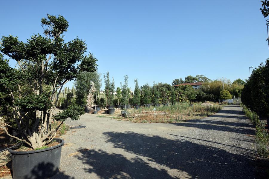 
	I terreni del Vivaio Bongi in via traversa della Vergine espropriati dal Comune

