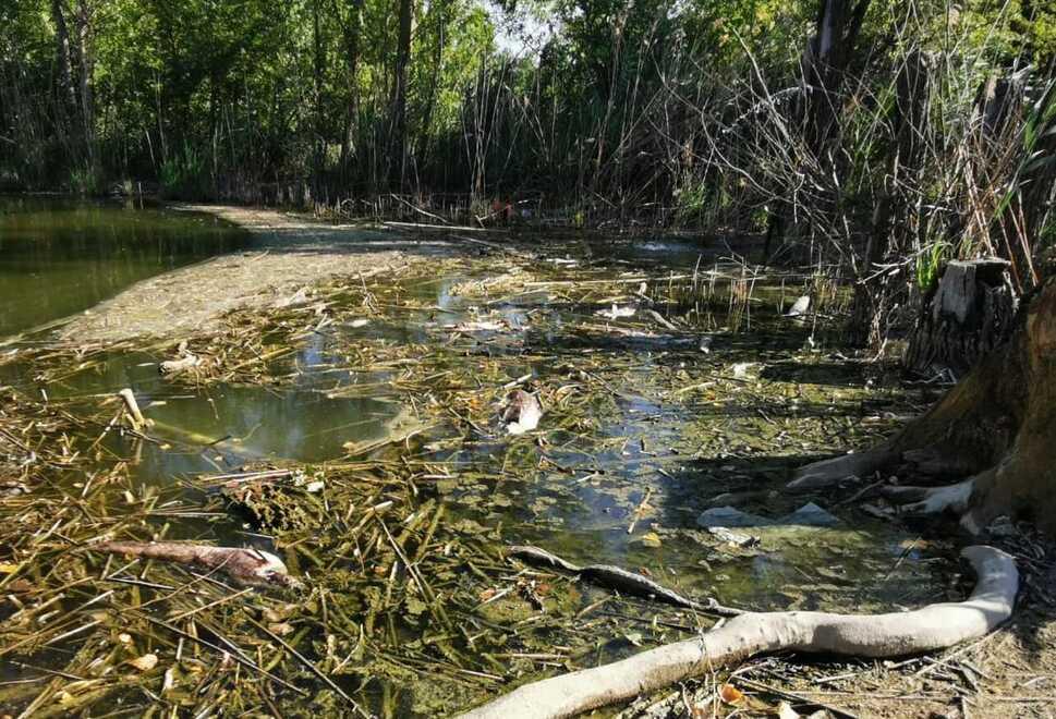 Modena, Parco Ferrari: nel laghetto pesci morti e acqua stagnante 