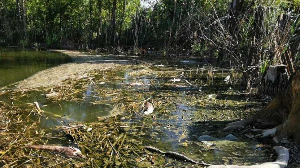 Modena, Parco Ferrari: nel laghetto pesci morti e acqua stagnante