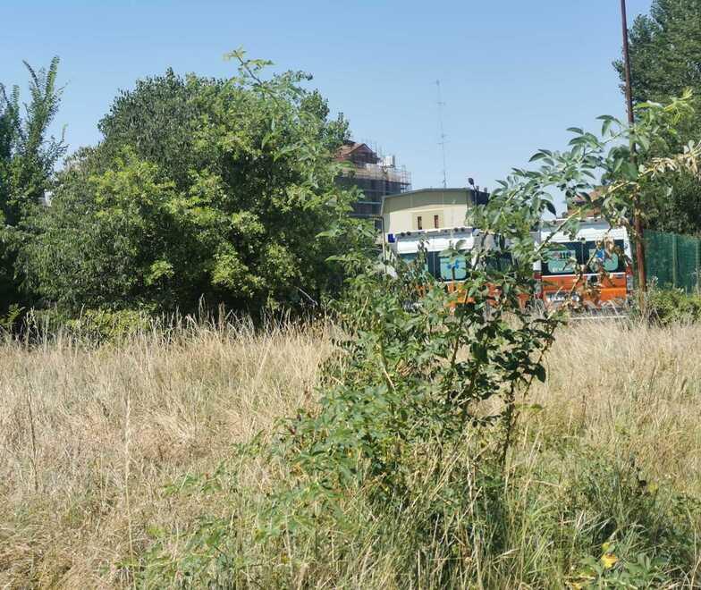 Centro vaccinale di Modena, incuria e zanzare L’erba è alta anche più di un metro 