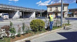 La messa a dimora a Capannori delle piante ritenute in grado di assorbire gli inquinanti