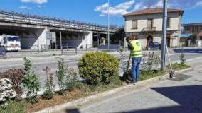 La messa a dimora a Capannori delle piante ritenute in grado di assorbire gli inquinanti