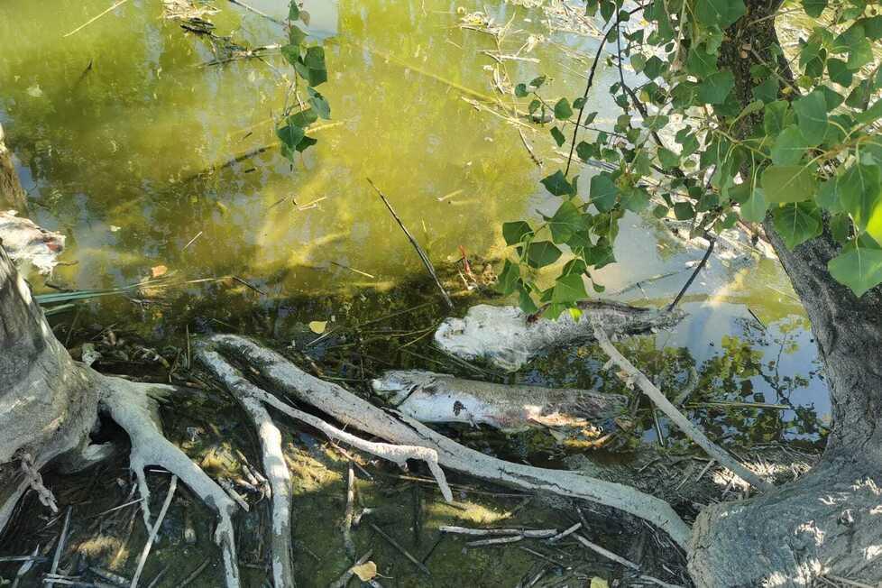 Modena Pesci morti nel laghetto del parco Ferrari, il Comune interviene 