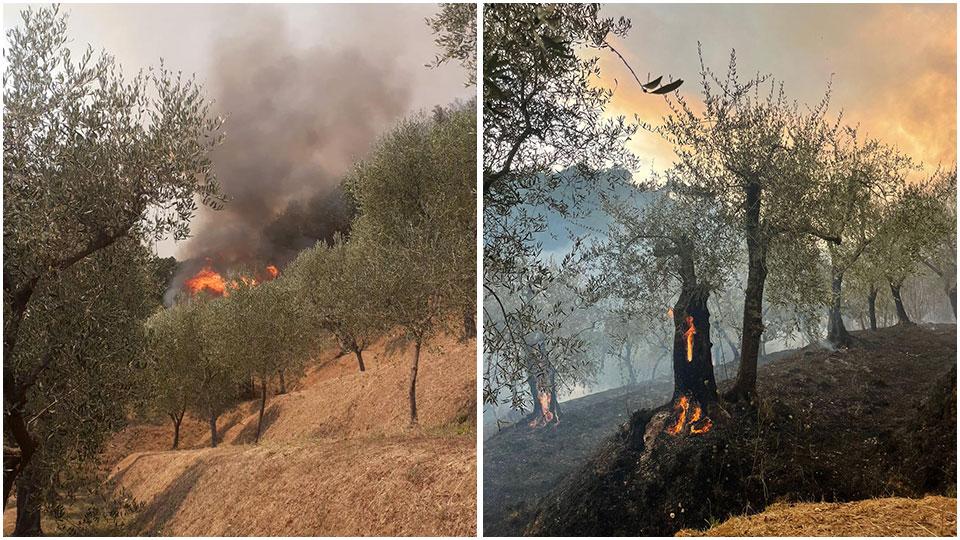 Il disastro causato dalle fiamme: a sinistra gli olivi secolari minacciati dal fuoco, a destra i resti delle piante dopo l’incendio
