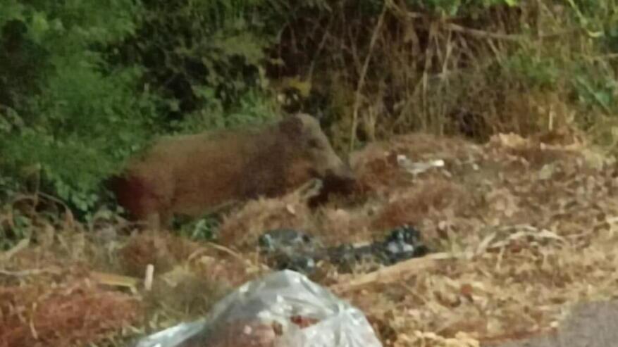 Se i cinghiali pascolano tra i rifiuti