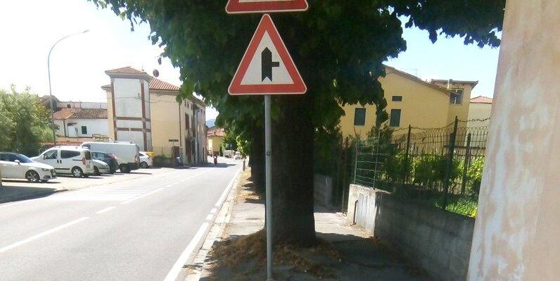 Alcuni dei tigli di via Spartaco Lavagnini