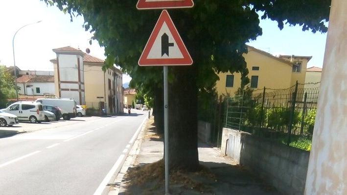 Alcuni dei tigli di via Spartaco Lavagnini