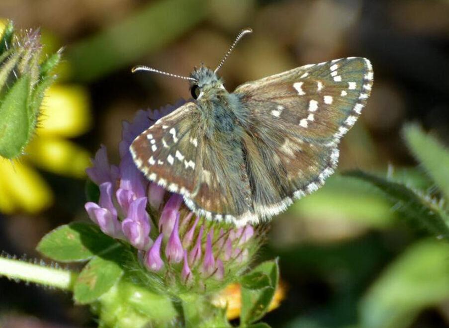 Una delle farfalle fotografate da Roberto Barsaglini