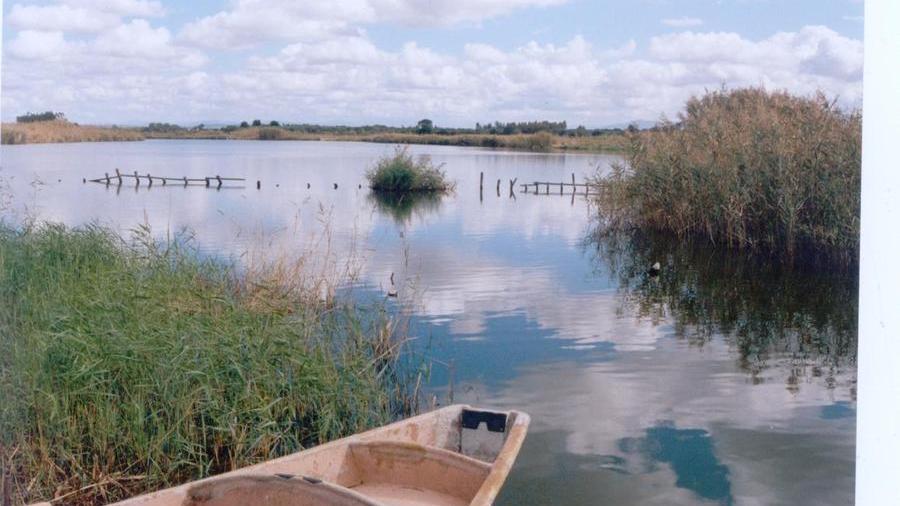 Troppo caldo, a Cabras si rischia la morìa dei pesci: il sindaco ordina l’apertura dei canali per il mare