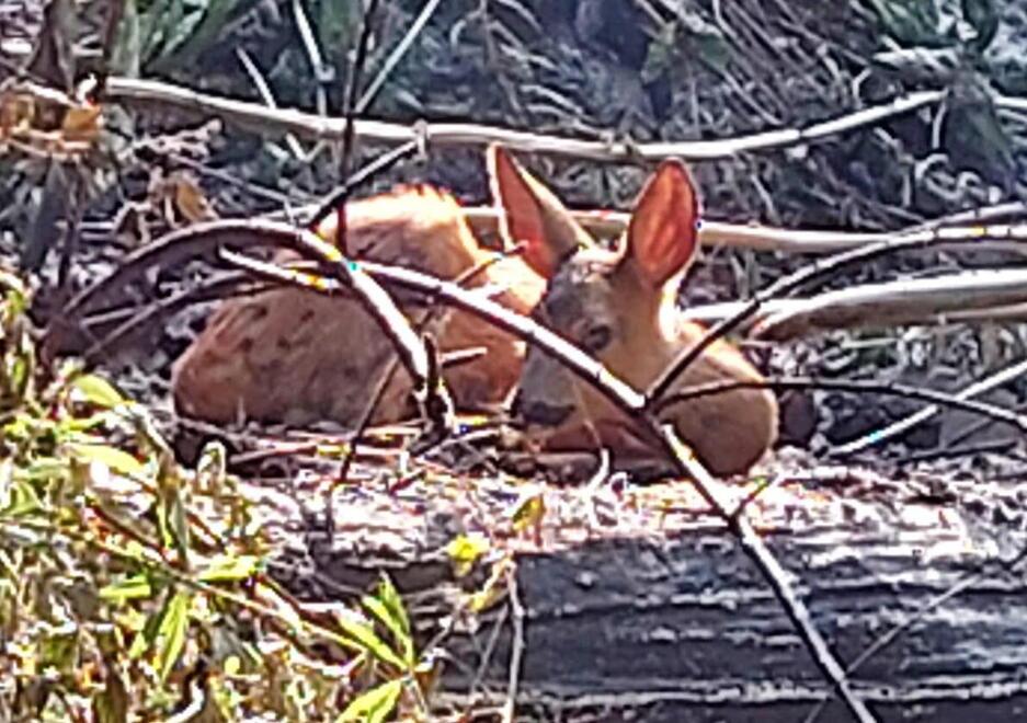 Versilia, la tragedia degli animali uccisi dal fuoco o in fuga per le strade: «Ma c’è chi si è salvato» 