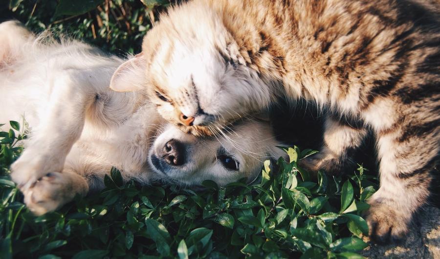 Modena, fino a 200 euro dal Comune per le spese per cani, gatti e animali domestici