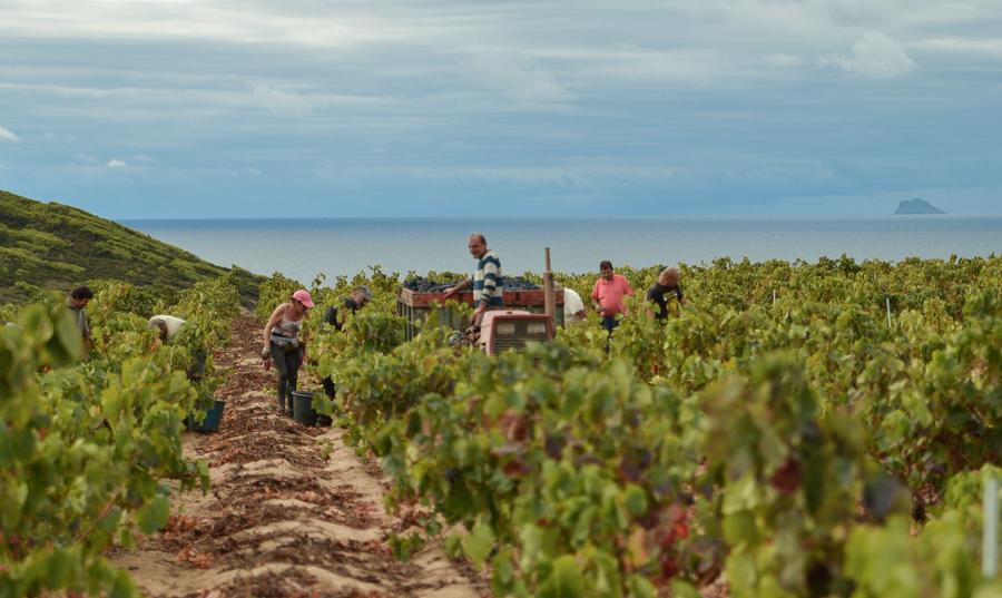 Vendemmia nel Sulcis, una tradizione dal fascino antico
