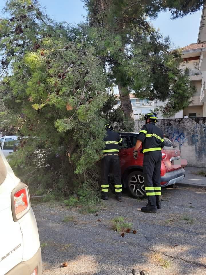 Oristano, grosso pino crolla sull’auto dell’ex sindaco Lutzu