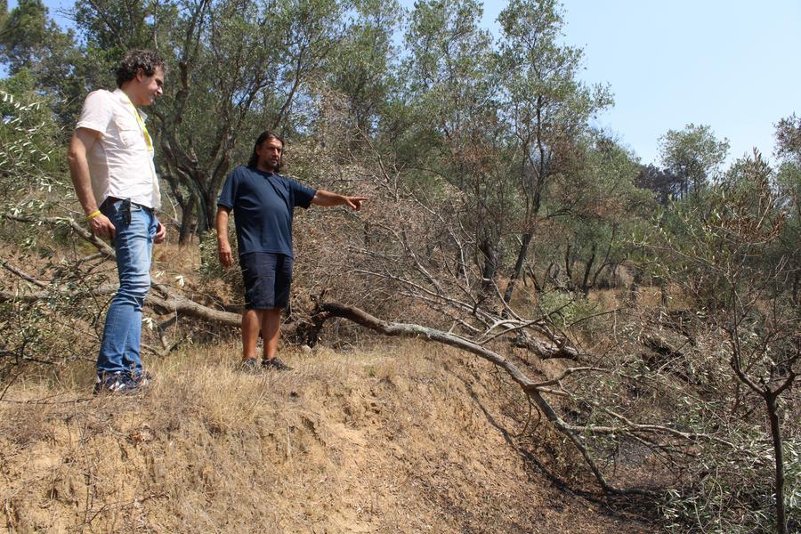 
	Elmi con il titolare della Tenuta Mariani e a destra alcune delle piante incenerite

