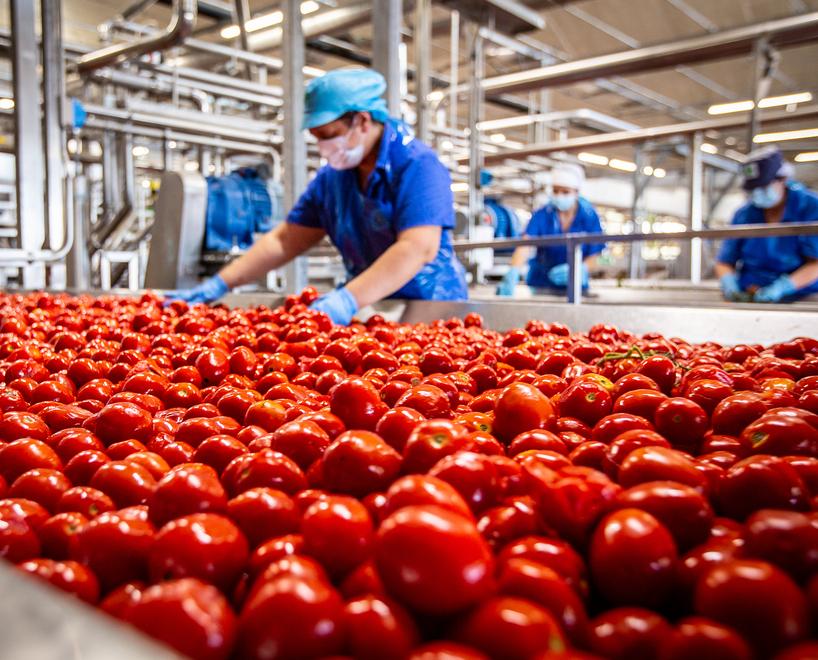 Operai al lavoro nell’azienda Conserve Italia ad Albinia