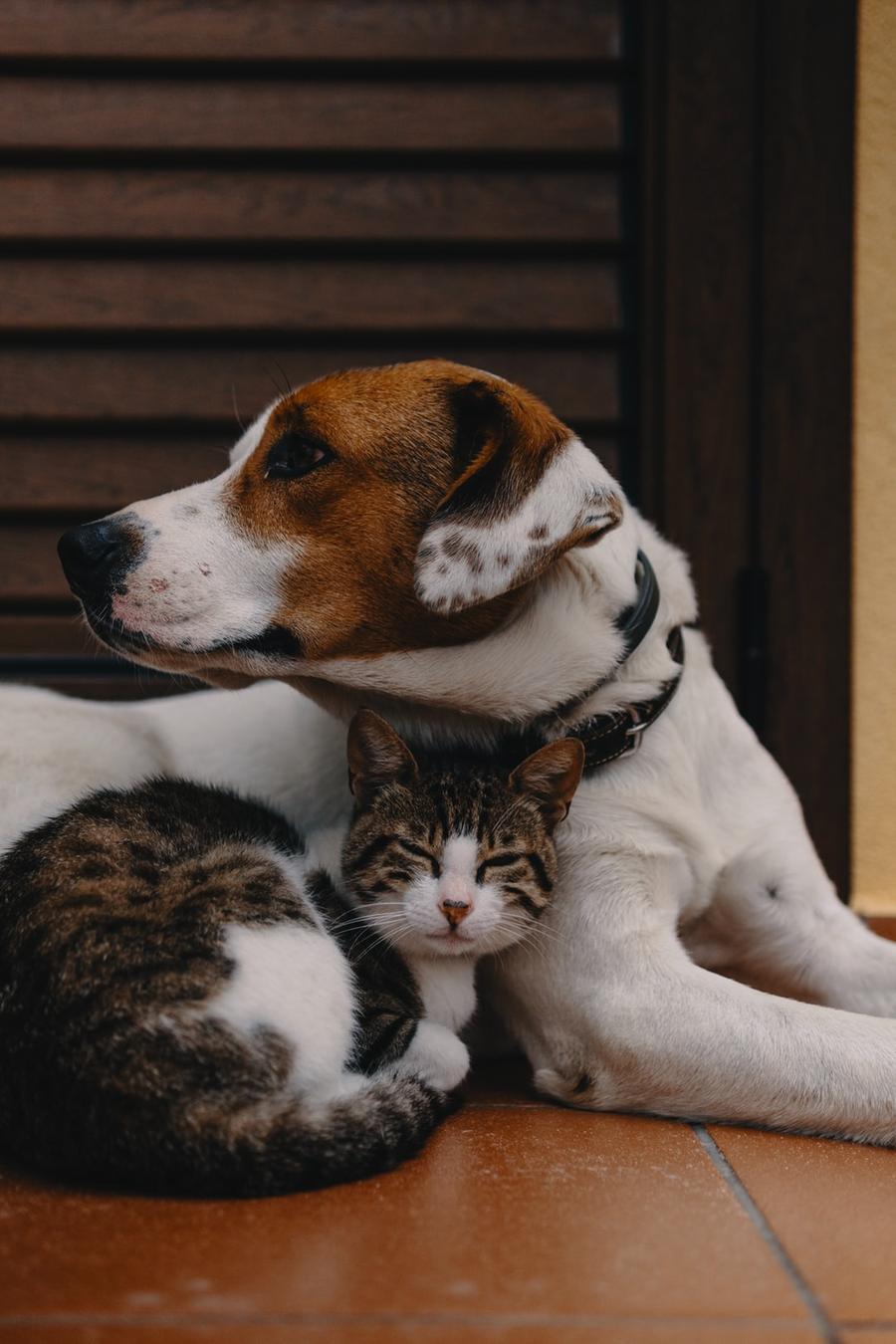 Modena Il Comune lancia il bonus "cane e gatto"