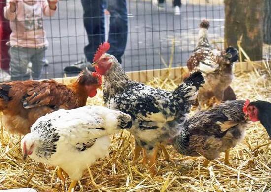 Cerca di rubare sette galline ma si addormenta nel pollaio