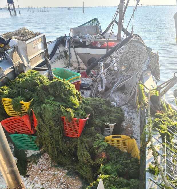 Vongole senza più ossigeno, caldo e alghe soffocano la Sacca