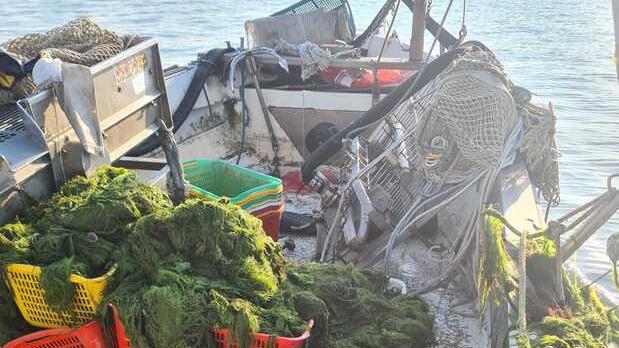 Vongole senza più ossigeno, caldo e alghe soffocano la Sacca