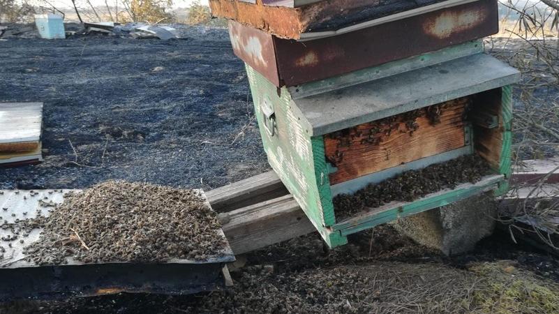 L’allevamento di api distrutto dalle fiamme