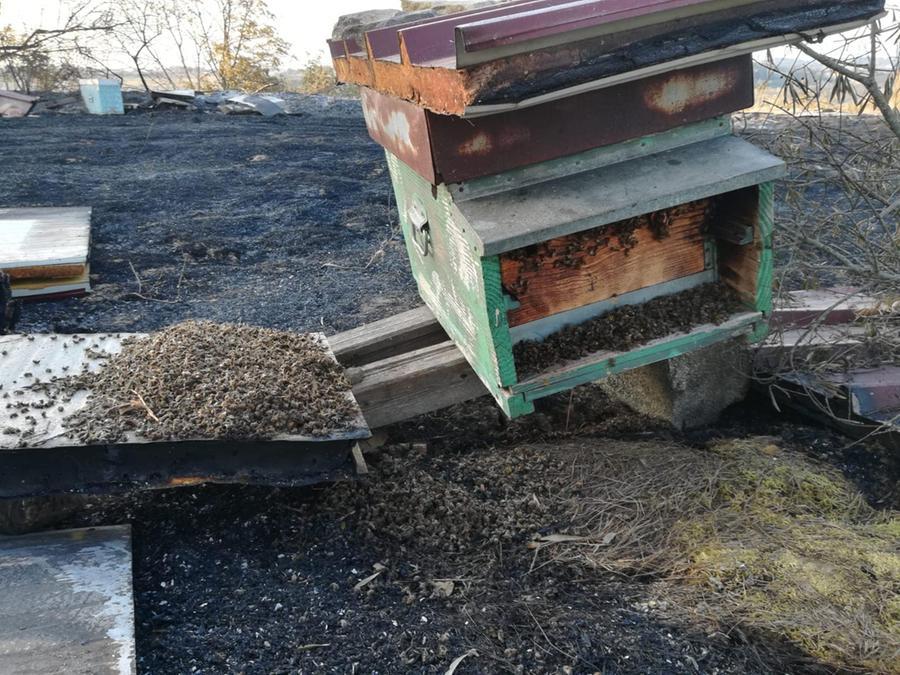 Certaldo, l’allevamento di api distrutto dalle fiamme 