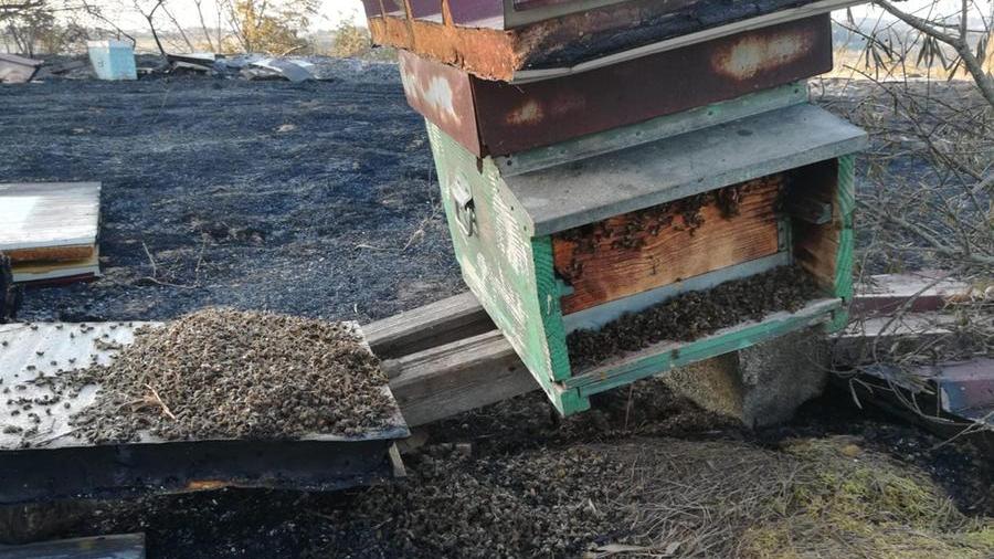 Certaldo, l’allevamento di api distrutto dalle fiamme