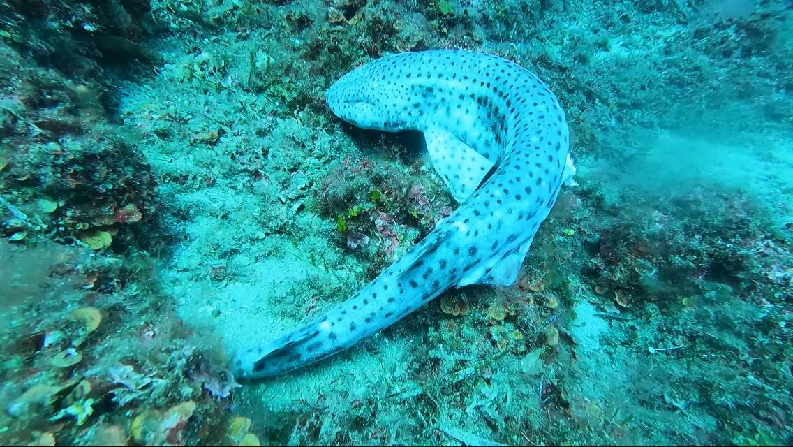 Squaletti uccisi all’isola d’Elba: un avvertimento per i sub? – Video