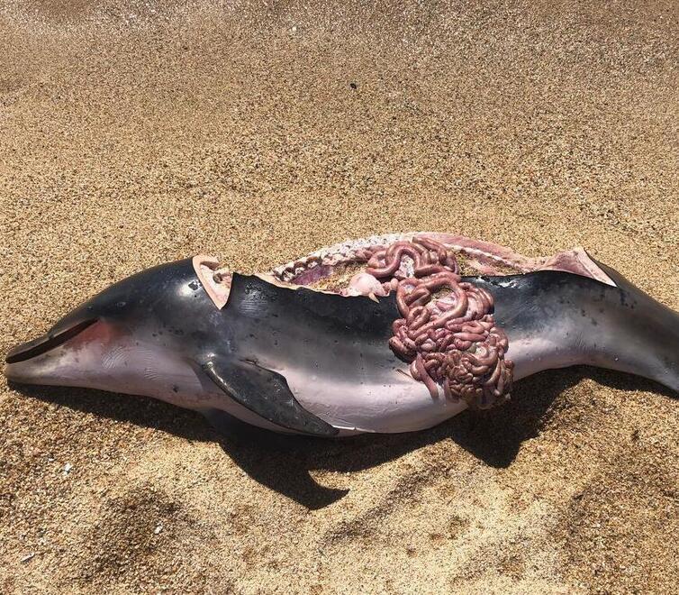 Il delfino sfilettato ritrovato nella spiaggia di Su Barone (Orosei)