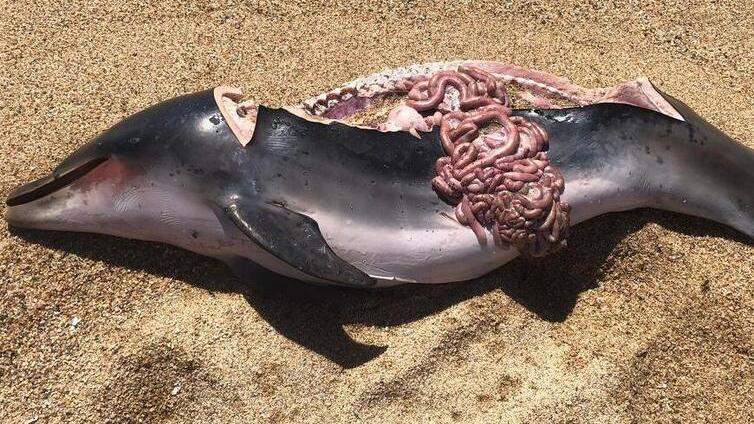 Il delfino sfilettato ritrovato nella spiaggia di Su Barone (Orosei)