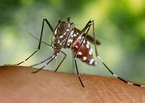 A Modena task force dell’Ausl fino a ottobre per combattere i virus delle zanzare 